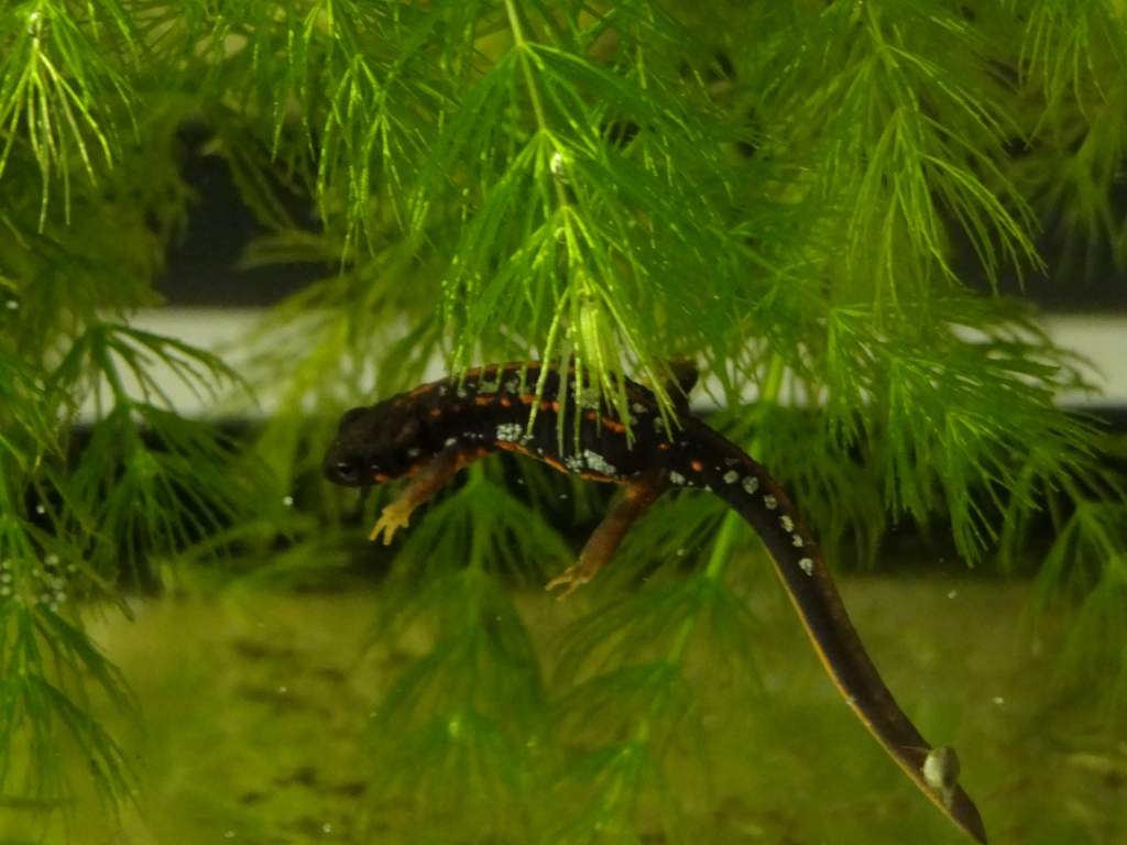 Female juvenile