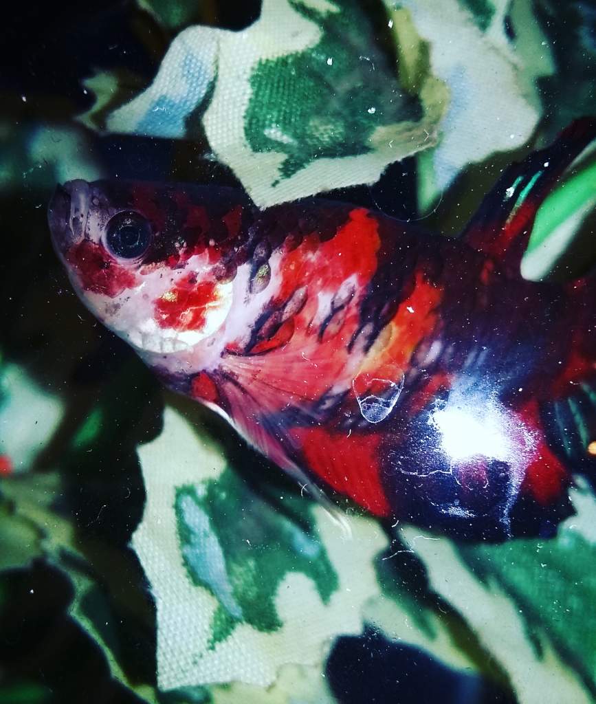 Female Koi Betta