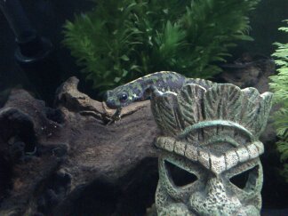 female marbled chillin!