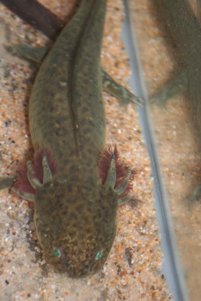 female wild type-1st to spawn
