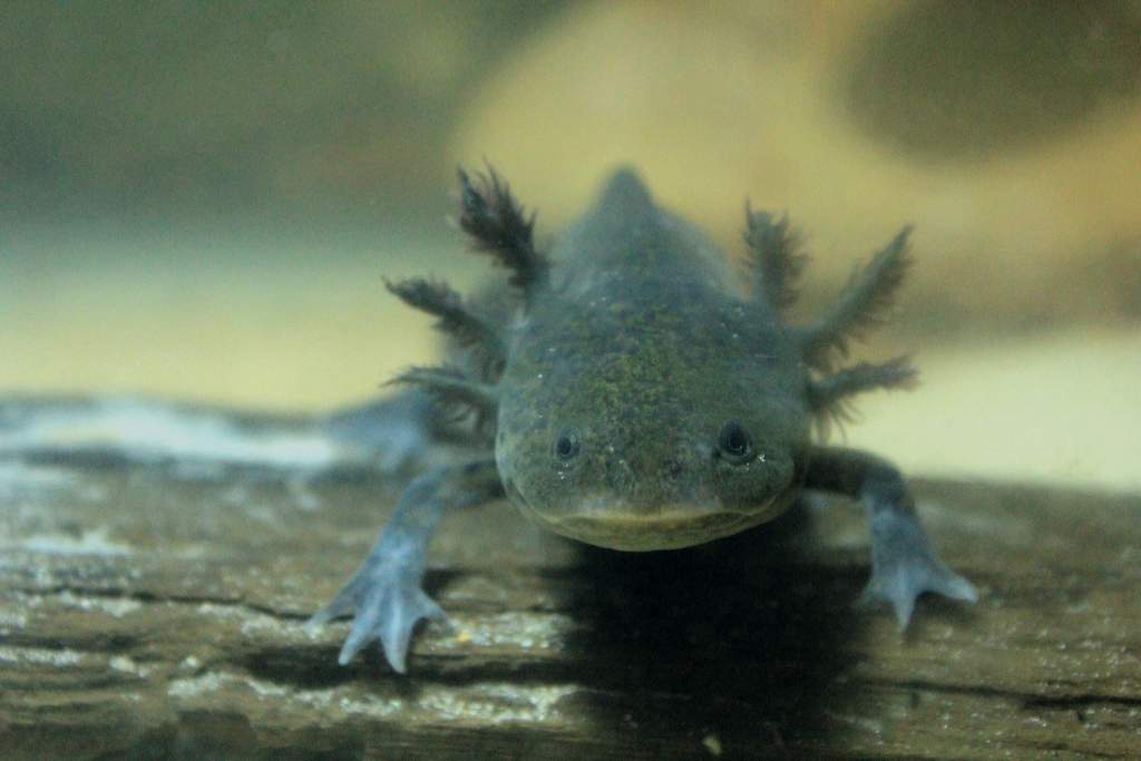 Female Wild-Type: Emma Darwin