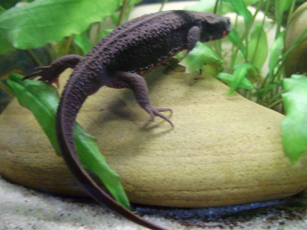 Female