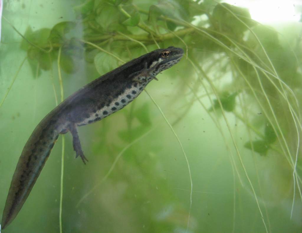 Female