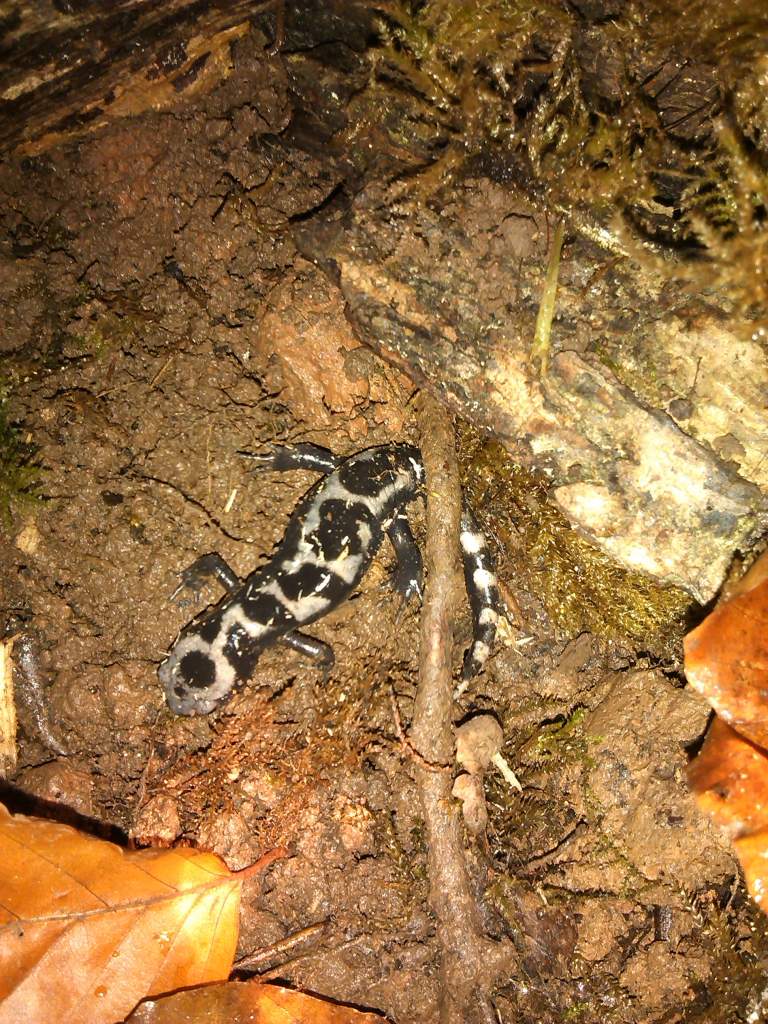 female
