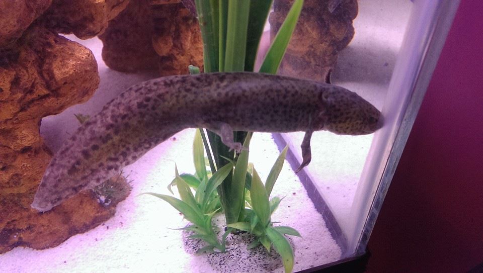 female