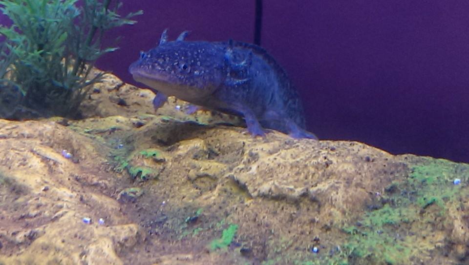 female