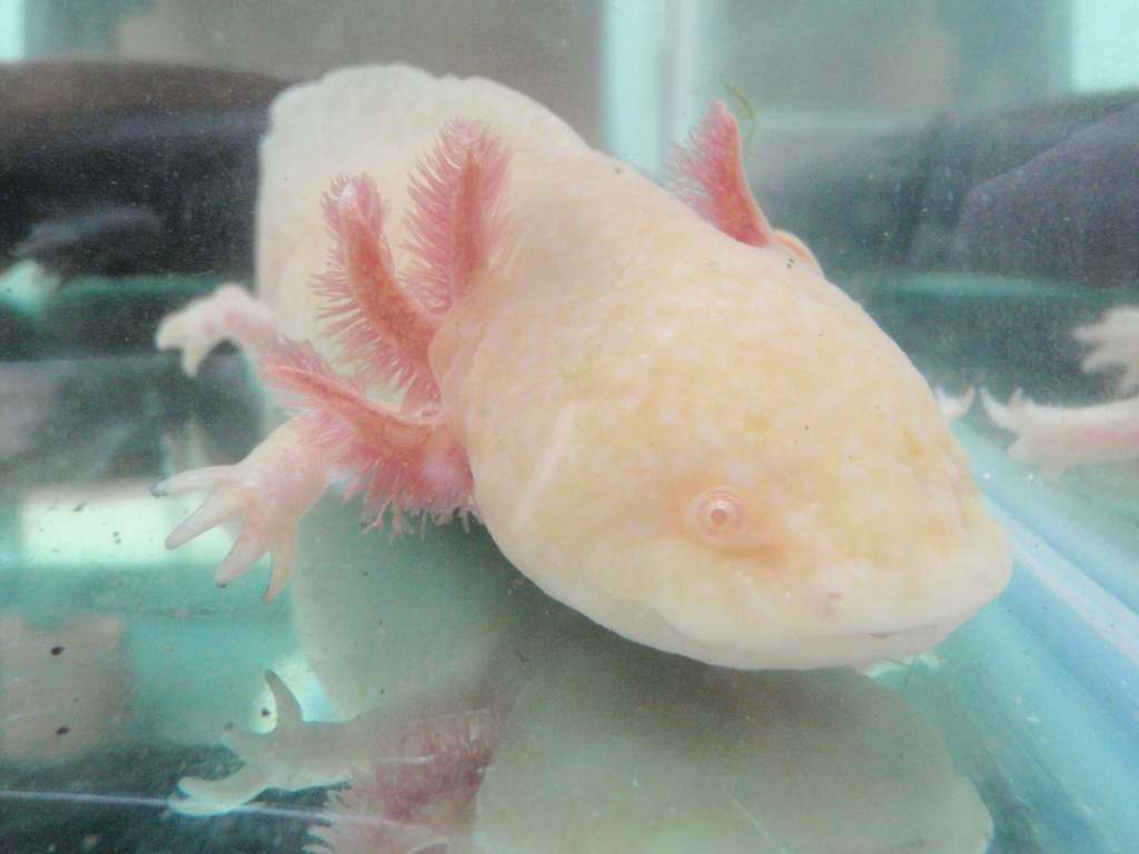 female