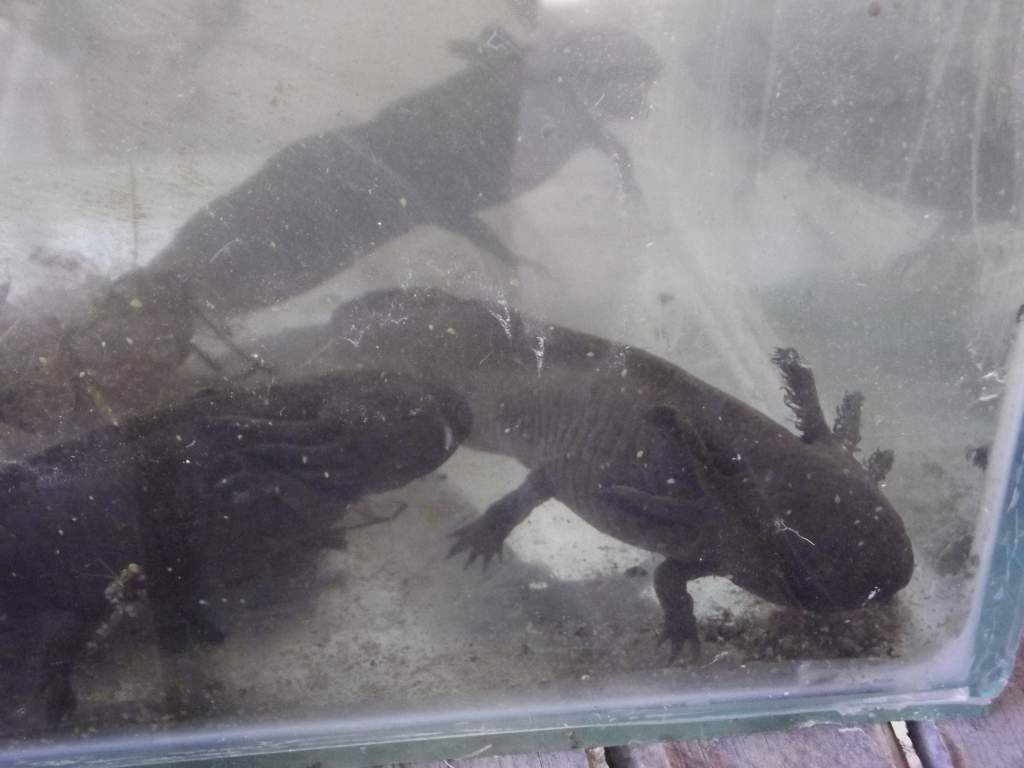 Females bought in from outside pond. chose some to breed from rest go back outside