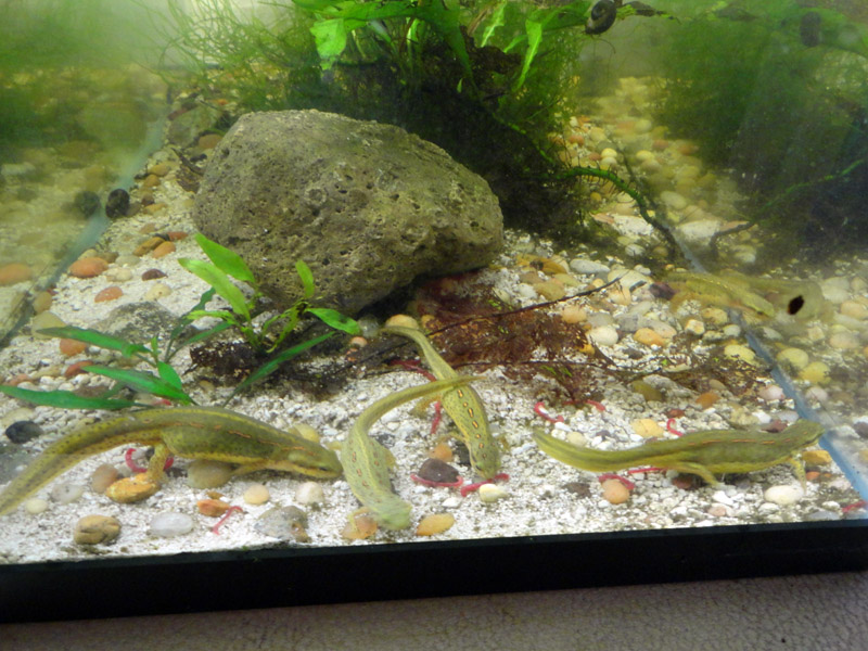 females (plus one male)
