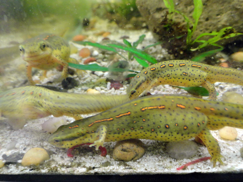 females