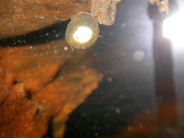 Fertile Necturus cf. beyeri egg (CB'09)