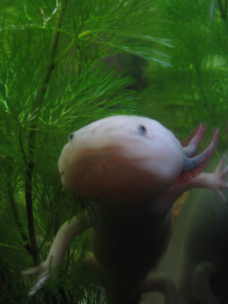 Fetus at about one year of age.