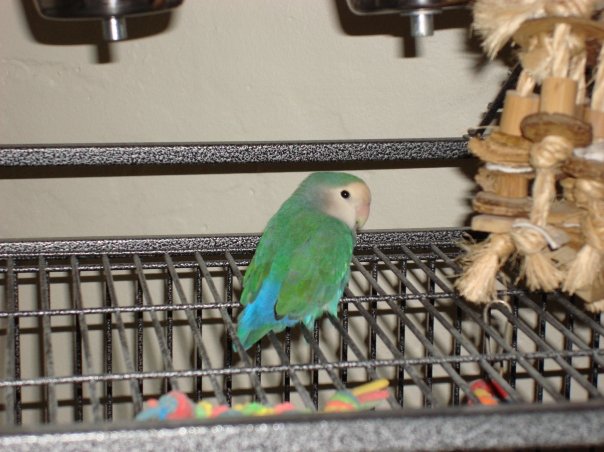 Fidget