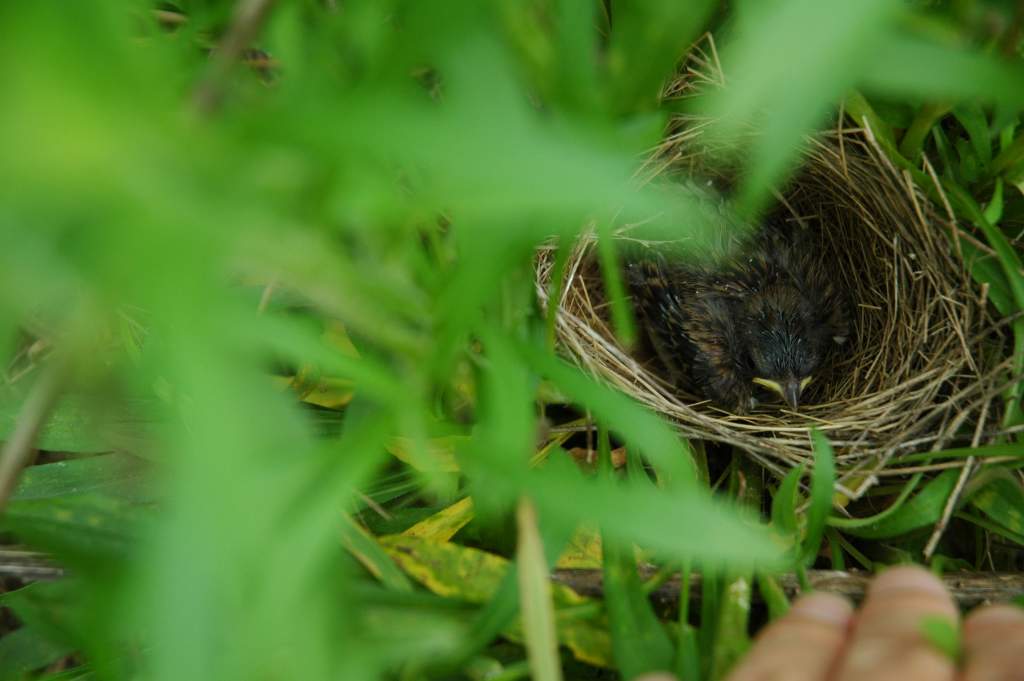 Field sparrow about to fledge