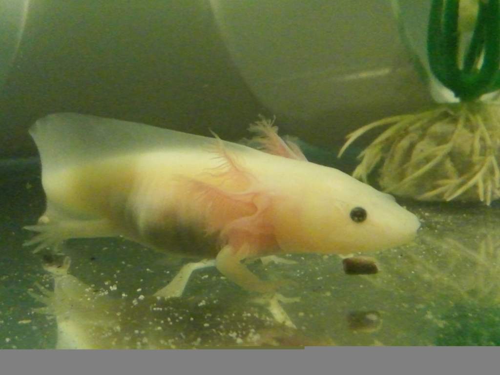 Finally a decent pic...but the bottom of the tank is filthy!