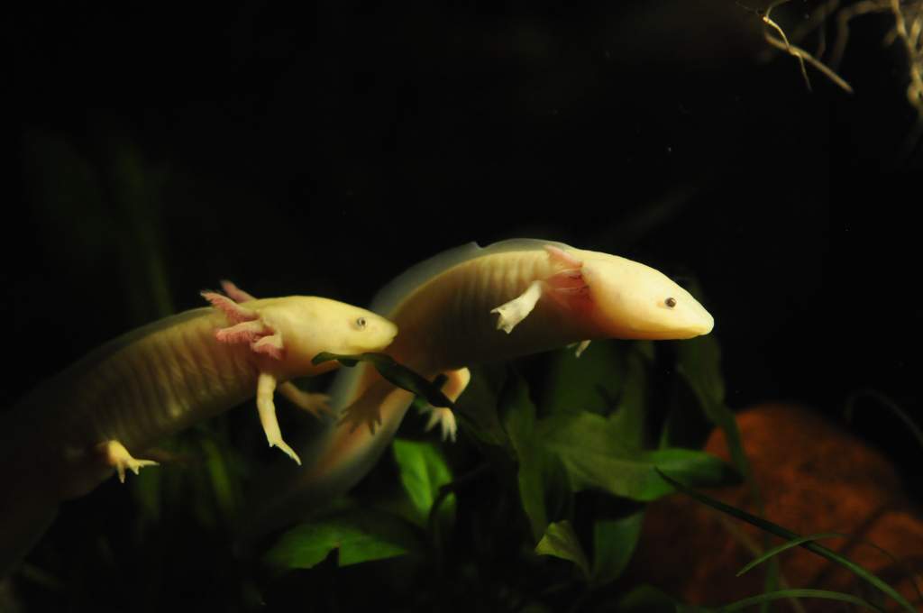 Finally, both of them!