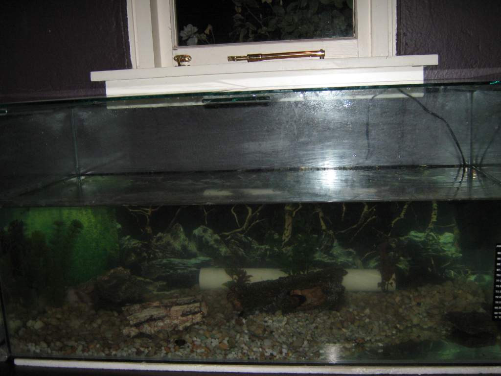 finally brought a tank to fit all four in!