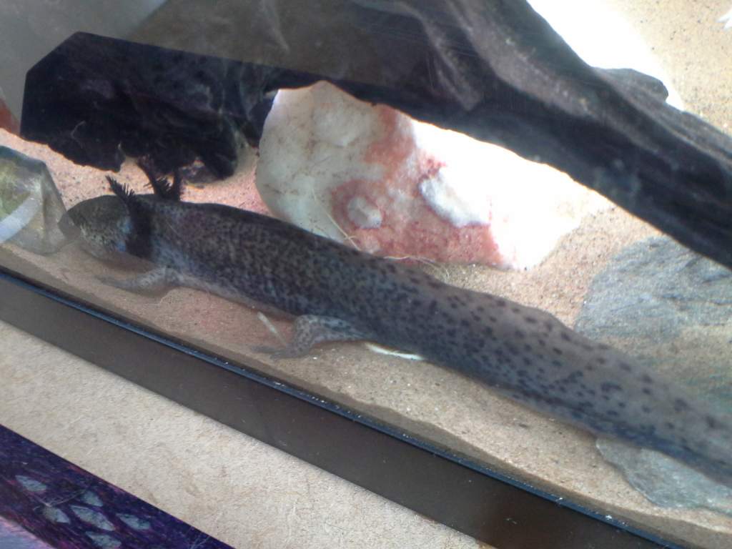 Finally this is my wild coloured axolotl :) and the reptile shop imformed me she is defently female as she has laid eggs in the past :) she made it to