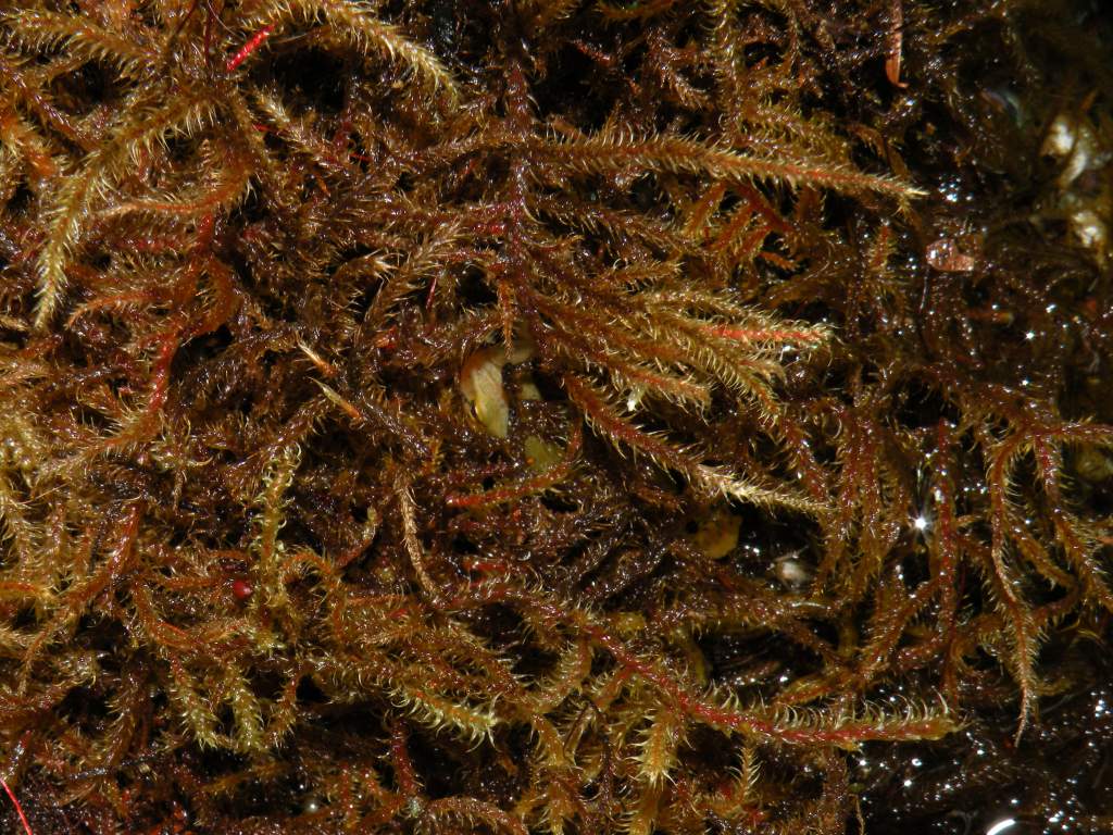 Find the newt!
