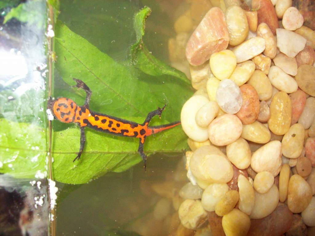 Fire-belly on the glass.

**NOTE: Water appears cloudy because it was very recently dumped into the tank just before the photos were taken, as well as