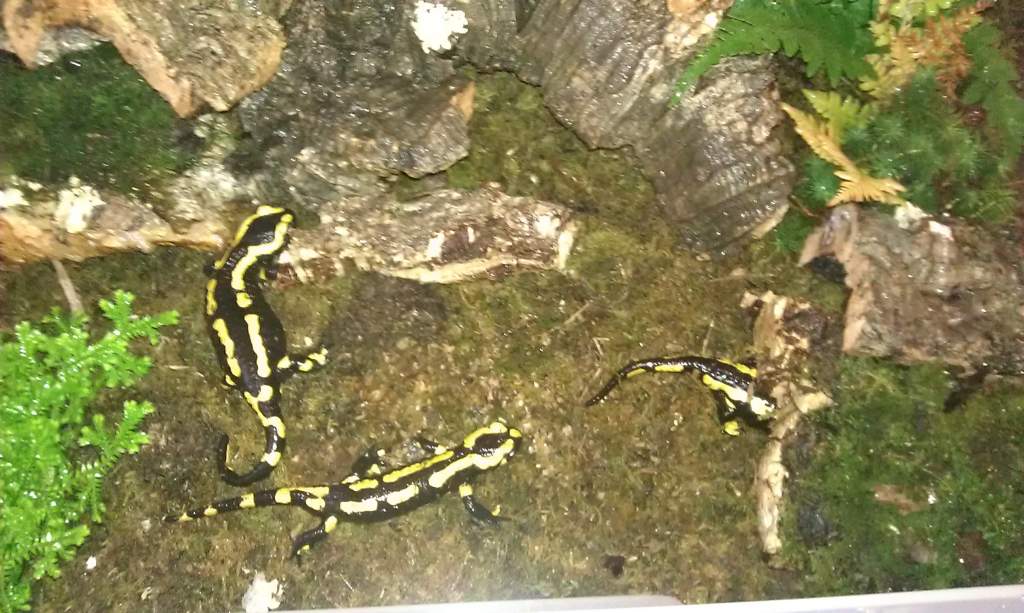 Fire salamander set up
