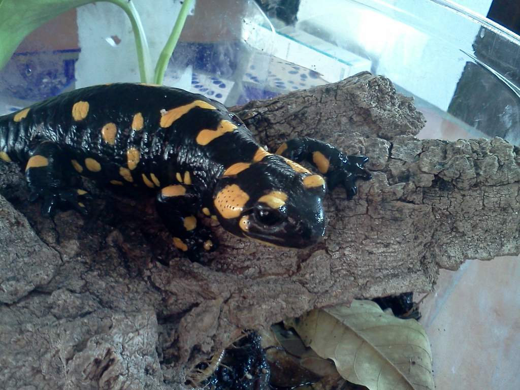 Fire salamander
