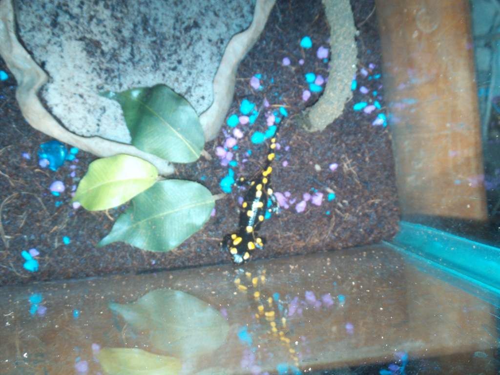 Fire Salamander