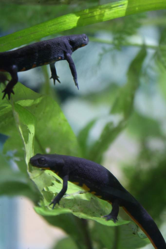 firebelly
