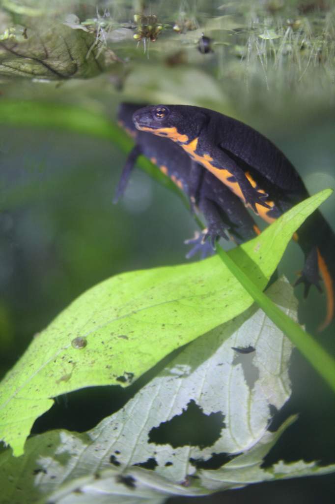firebelly