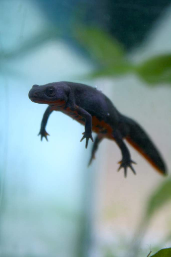firebelly
