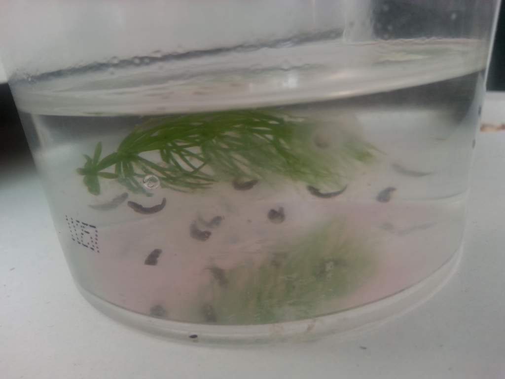 First batch of Axie eggs :)