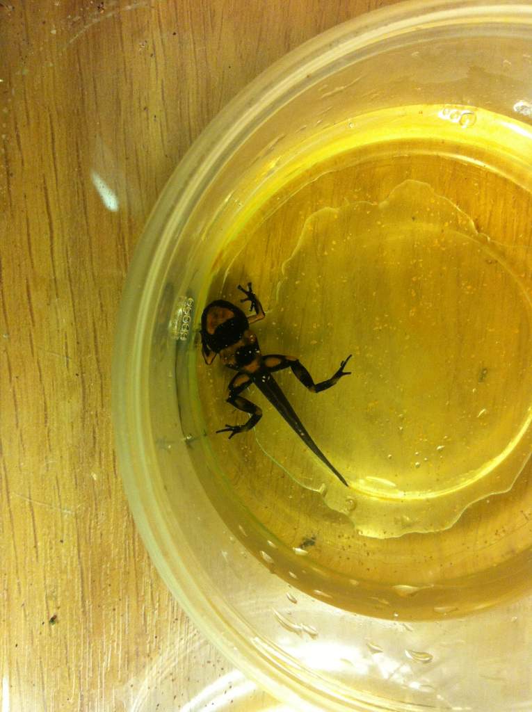 First batch of captive bred Dart frogs | Caudata.org: Newts and