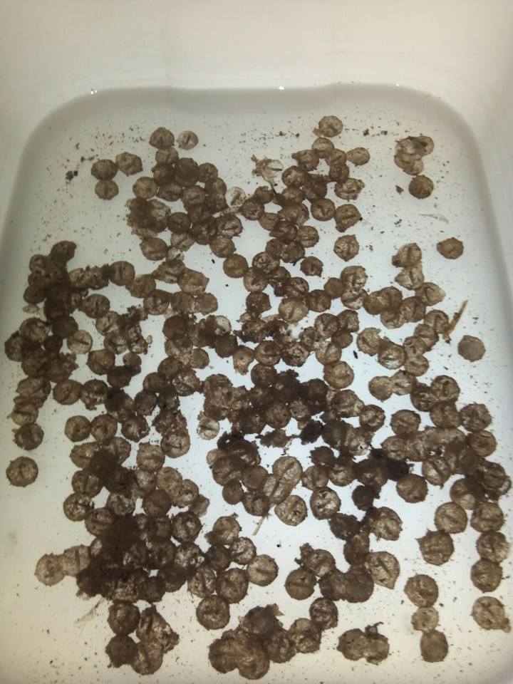 First batch of eggs!