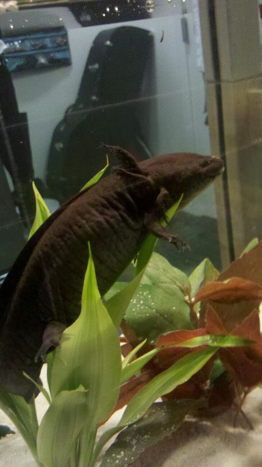 First captured moment of axolotl yoga.
