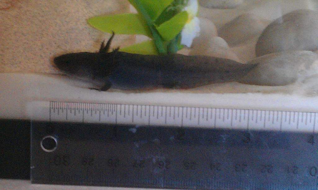 First day!!!  3 Inches.