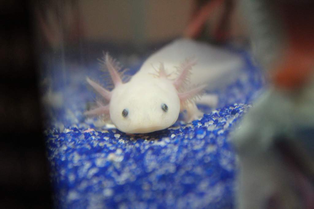 First day I brought him home. c: