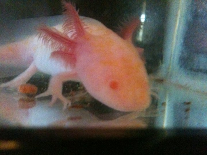 first day in the tank