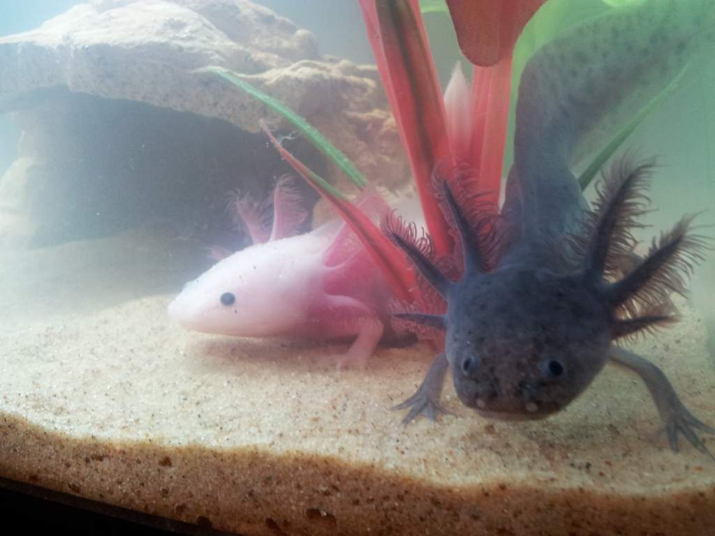 first day living together and they are doing so well