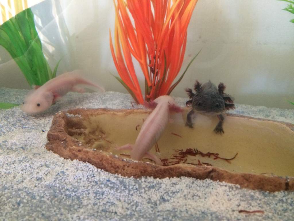 First feeding time in new tank