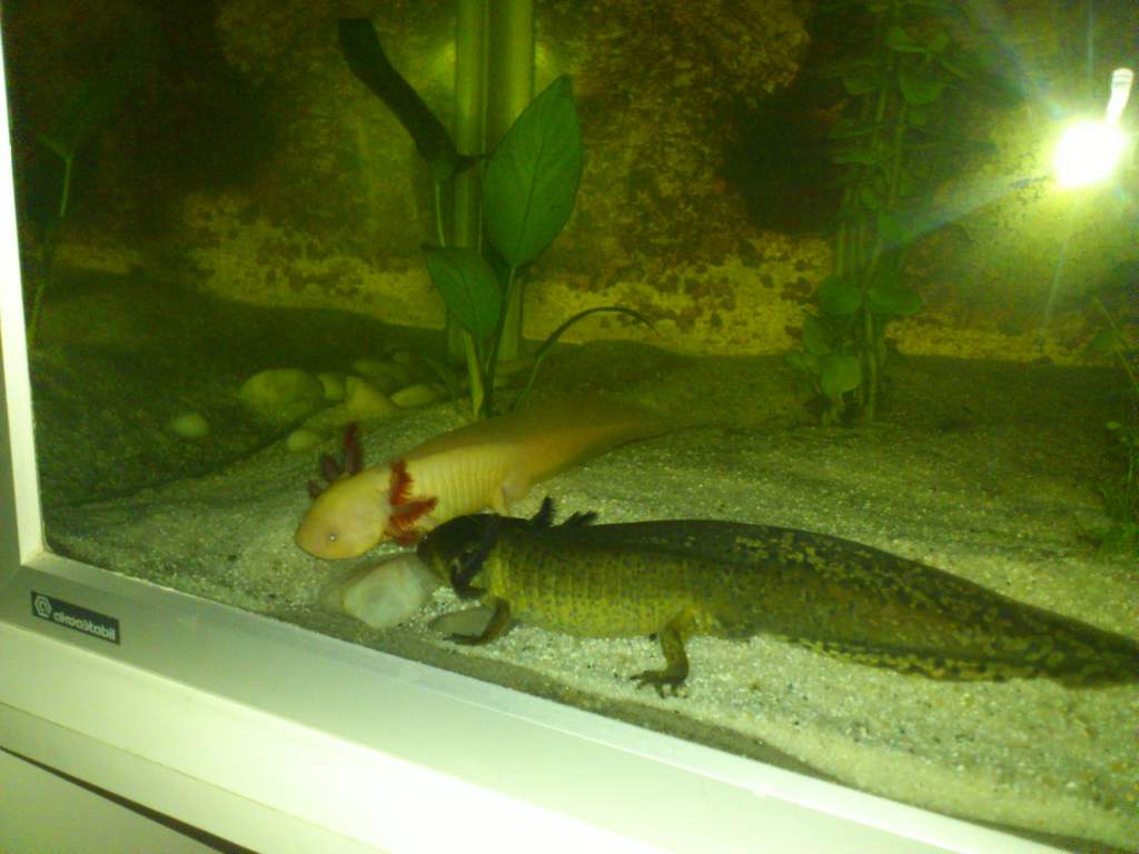 First night in their tank