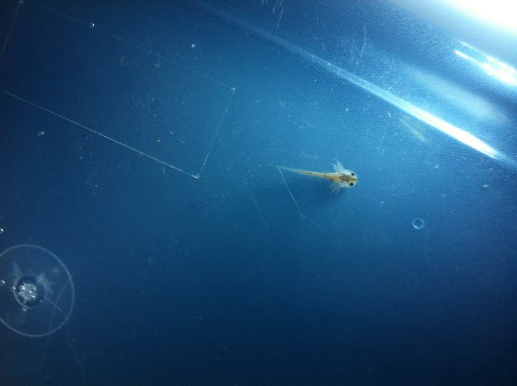 First one to hatch :)