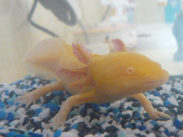 First photo!
this is Mink :)