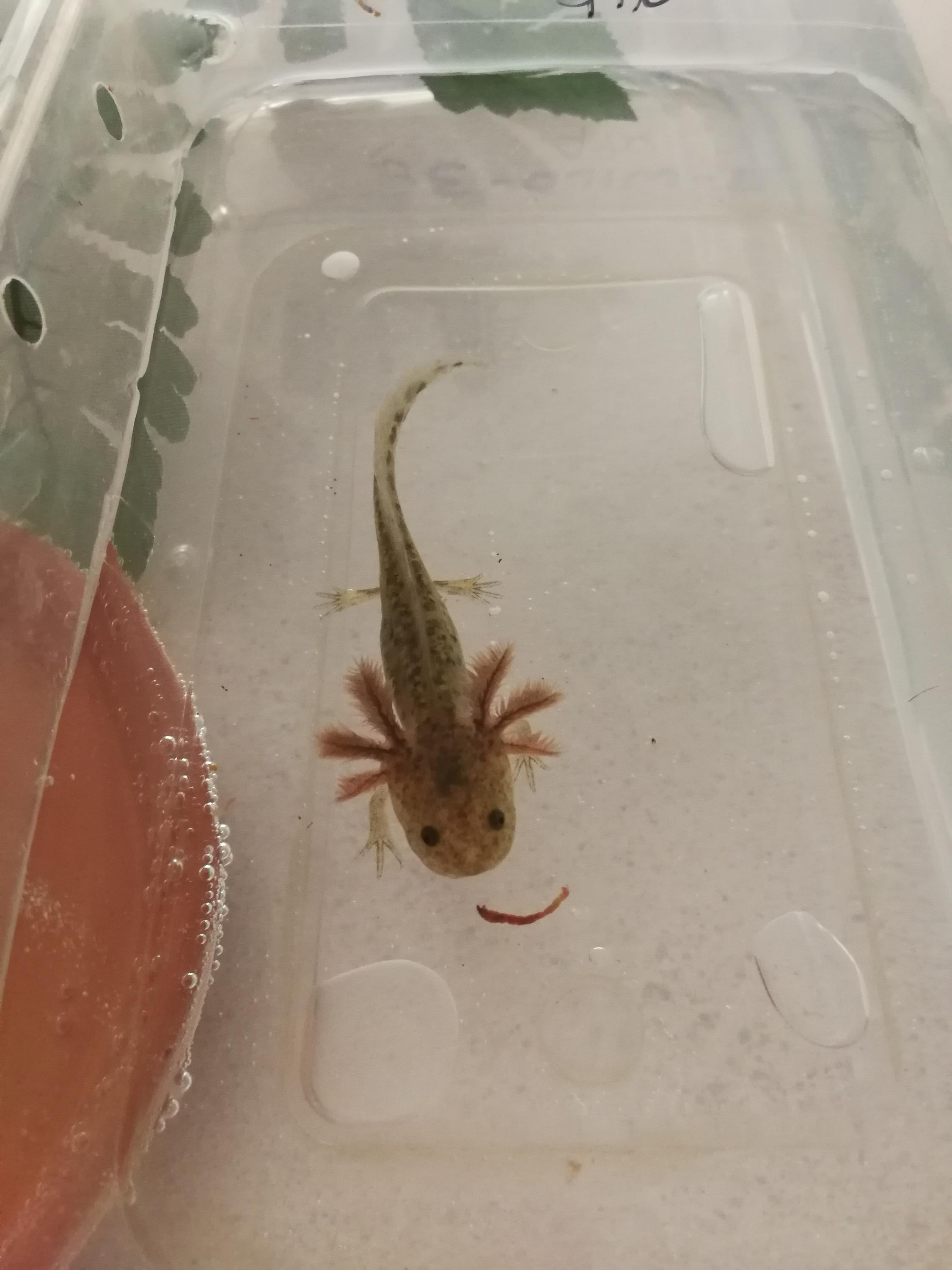 First picture ever taken of my GFP Wild Type Axolotl