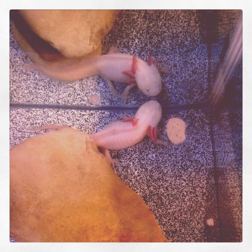 First picture in her new tank.