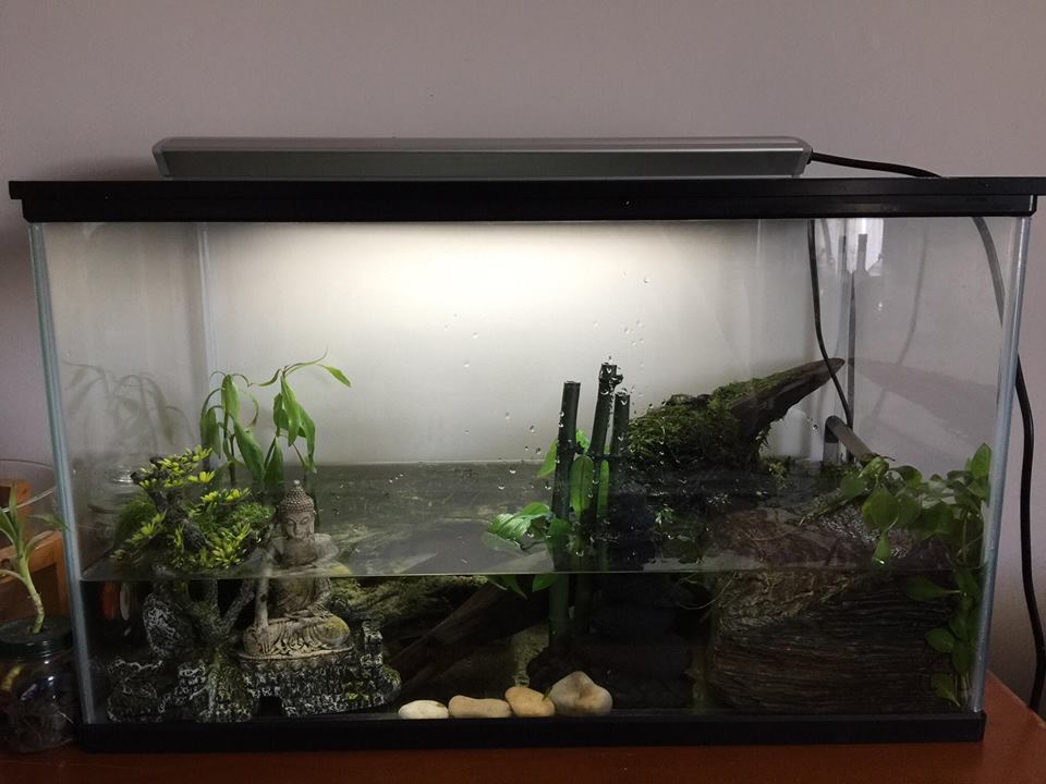 First set up