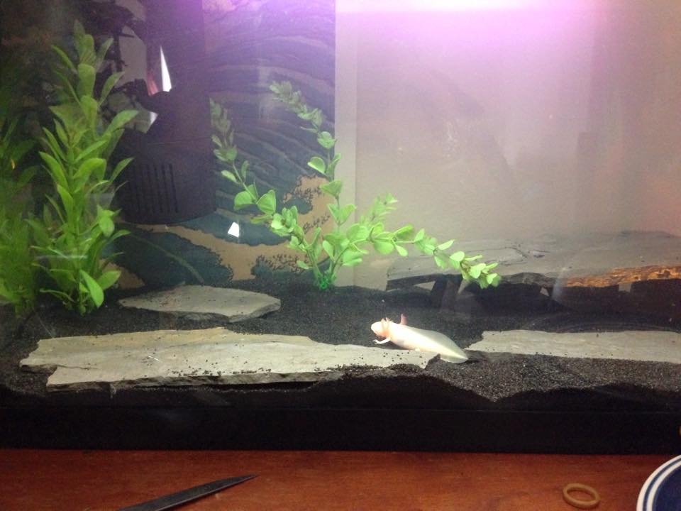 First Time going in the tank! now all we need are more decorations.