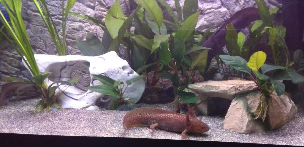 First time with the lights on to take a picture. One copper runs behind the stone to hide in a log, the wild type takes to hiding in the plants.
Coppe