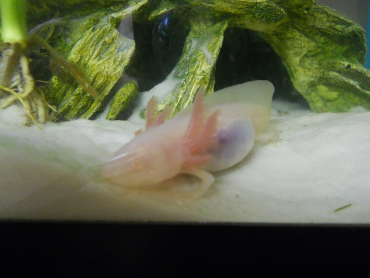First week I had him.
