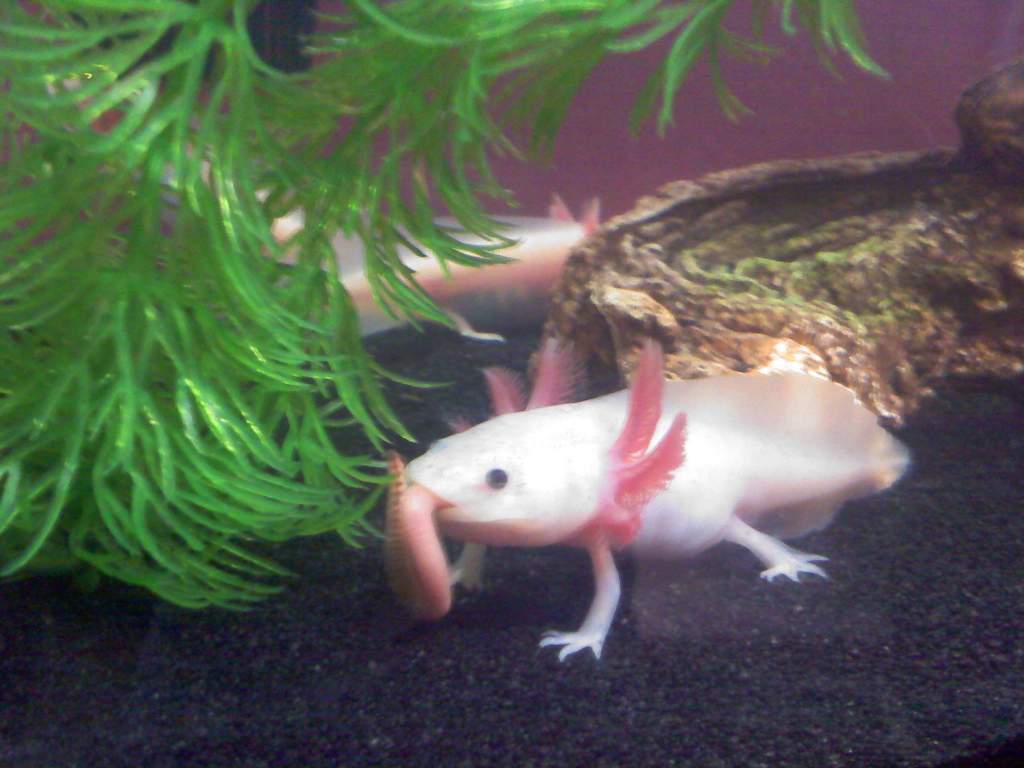 first yummy earthworm:)