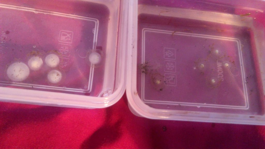 Five cloudy eggs compared to five non-cloudy eggs, the non- cloudy eggs still aren't developing....